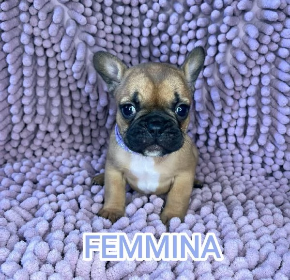 Cuccioli bulldog francese pedigree ENCI | Foto 2