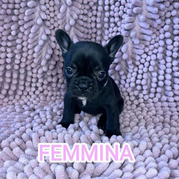 Cuccioli bulldog francese pedigree ENCI | Foto 1