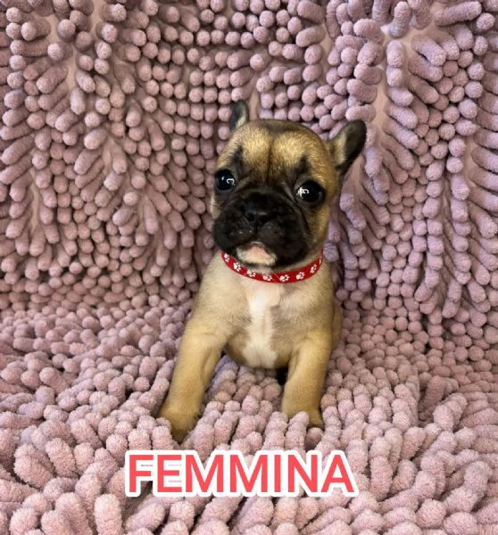 Cuccioli bulldog francese pedigree ENCI