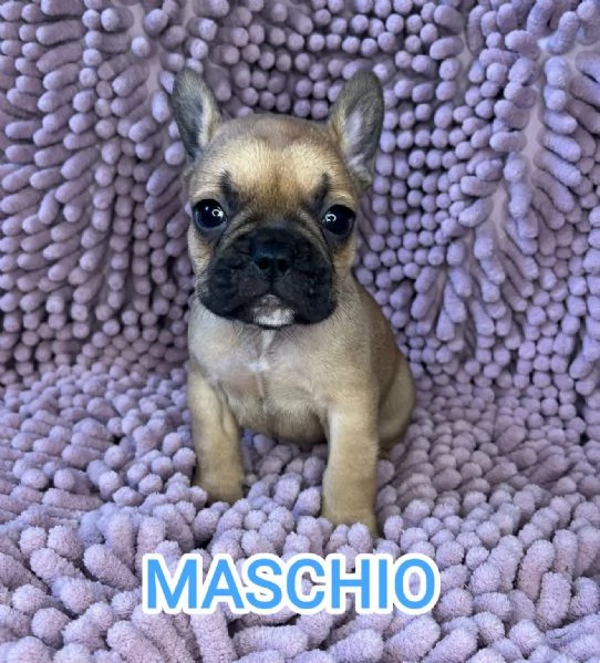 Cuccioli bulldog francese pedigree ENCI | Foto 0