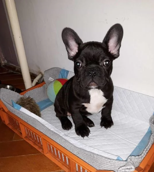 cuccioli di bulldog francese sani | Foto 1