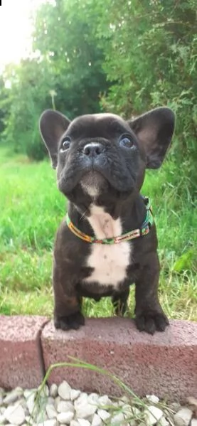 i bellissimi cuccioli di bulldog francese sono pronti  | Foto 3