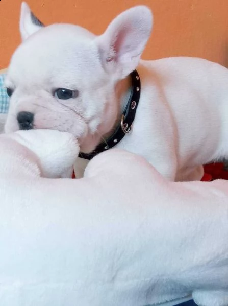 i bellissimi cuccioli di bulldog francese sono pronti  | Foto 2
