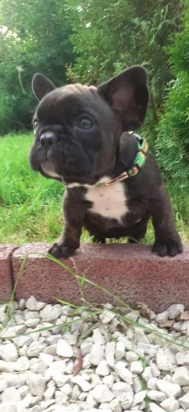 i bellissimi cuccioli di bulldog francese sono pronti  | Foto 1