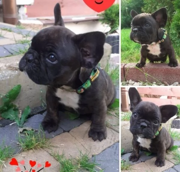 i bellissimi cuccioli di bulldog francese sono pronti 