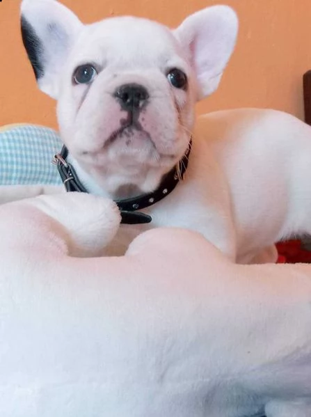 i bellissimi cuccioli di bulldog francese sono pronti  | Foto 0