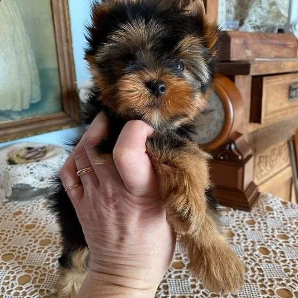 cuccioli di york | Foto 2
