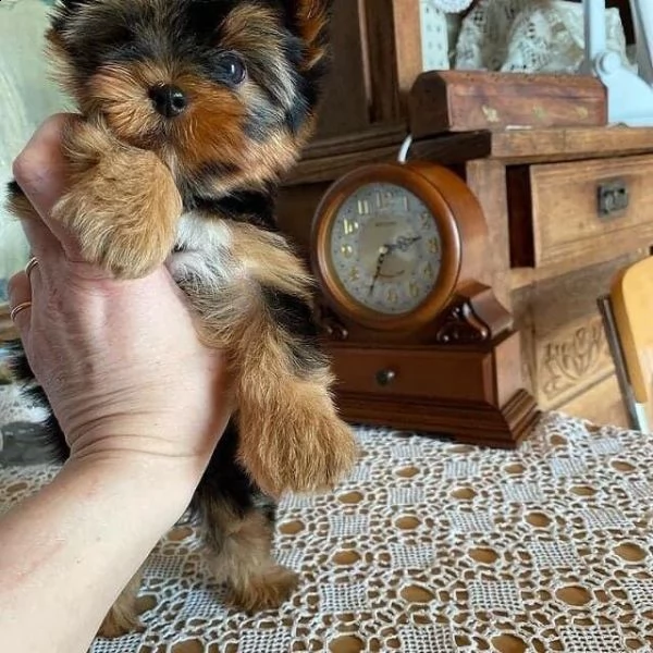 cuccioli di york | Foto 1