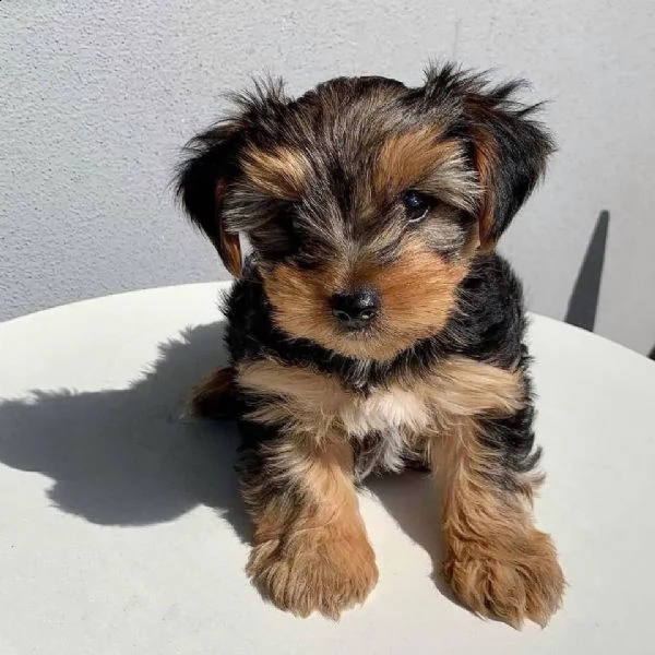 cuccioli di york