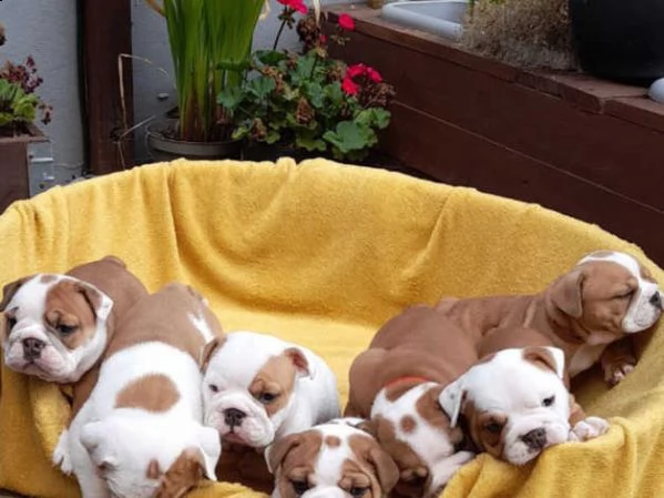 splendidi cuccioli di bulldog inglese | Foto 2