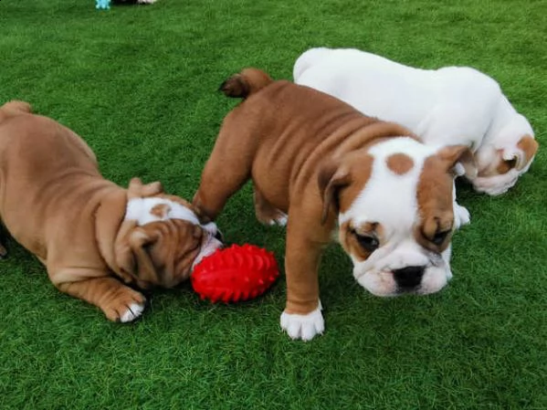 splendidi cuccioli di bulldog inglese | Foto 1