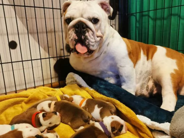 splendidi cuccioli di bulldog inglese | Foto 0