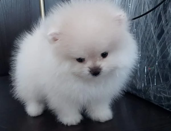 cuccioli di spitz nano tedesco