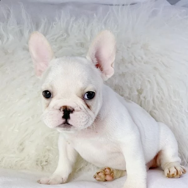 cuccioli di bulldog francese 