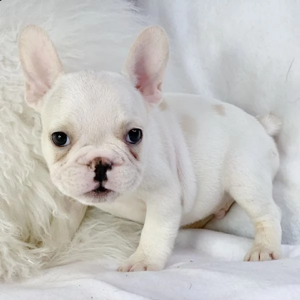 cuccioli di bulldog francese  | Foto 1