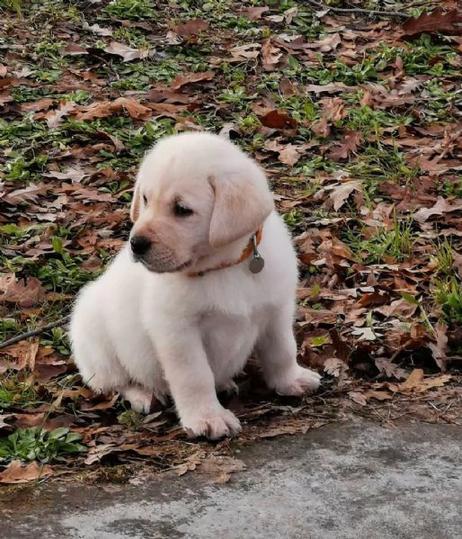 regalo bello labrador cuccioli maschi e femmine