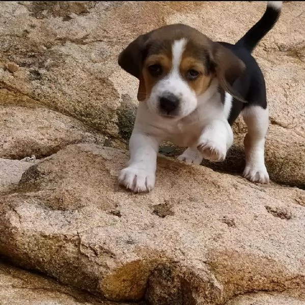 regalo cuccioli dolce e bella beagle
