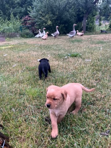 cuccioli di labrador cioccolato con pedigree