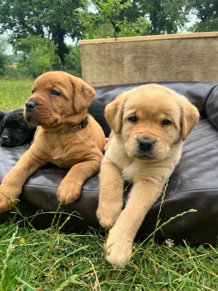 cuccioli di labrador cioccolato con pedigree | Foto 2
