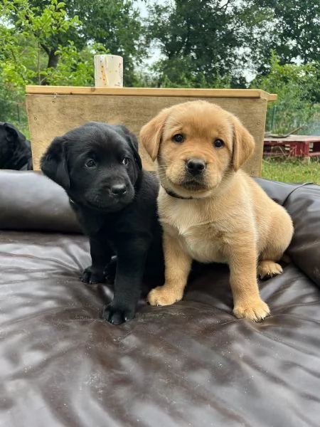 cuccioli di labrador cioccolato con pedigree | Foto 1