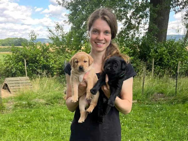 cuccioli di labrador cioccolato con pedigree | Foto 0