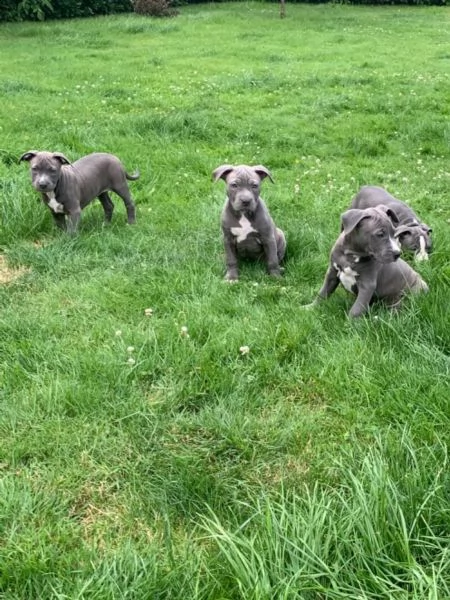 tre meravigliosa cucciolata di pitbull miele | Foto 3