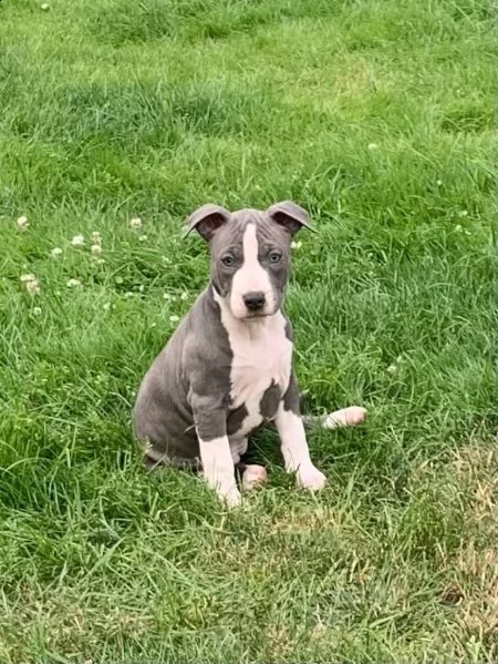 tre meravigliosa cucciolata di pitbull miele | Foto 2