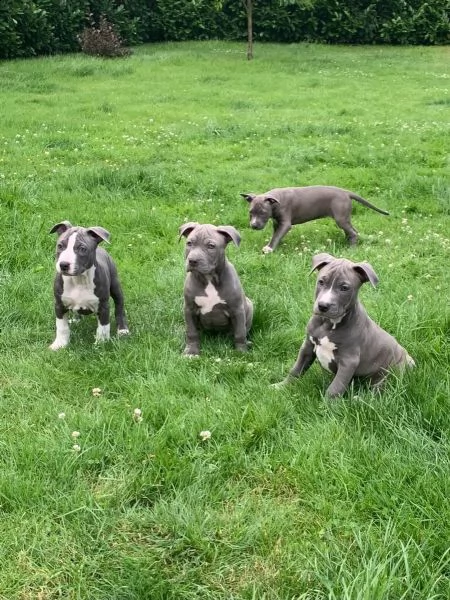 tre meravigliosa cucciolata di pitbull miele | Foto 1