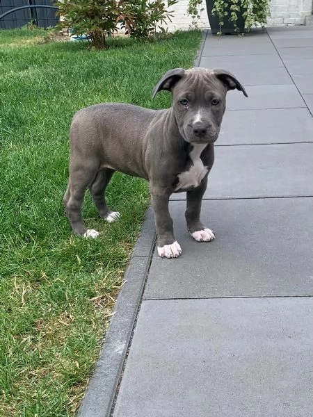 tre meravigliosa cucciolata di pitbull miele