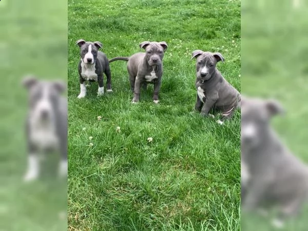 tre meravigliosa cucciolata di pitbull miele | Foto 0