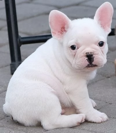 bellissimi cuccioli di bulldog francese