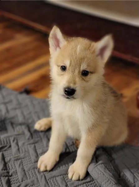 bellissimi cane lupo cecoslovacco ibrido