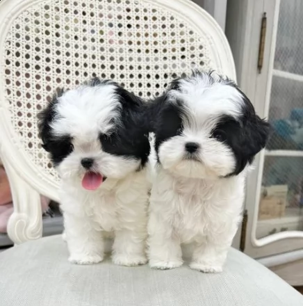 shih-tzu cuccioli di due mesi