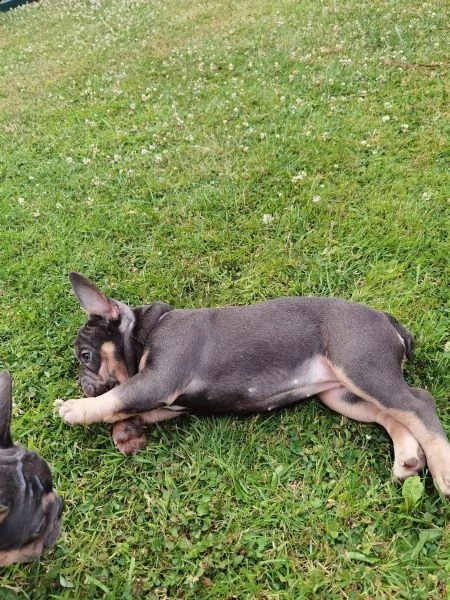 bouledogue - bulldog francese blue e tan