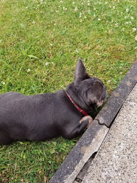 bouledogue - bulldog francese blue e tan | Foto 6