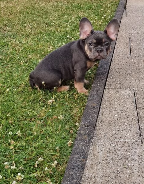 bouledogue - bulldog francese blue e tan | Foto 5