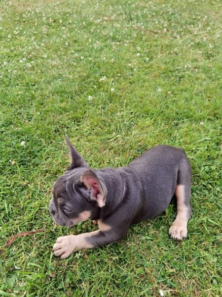bouledogue - bulldog francese blue e tan | Foto 4