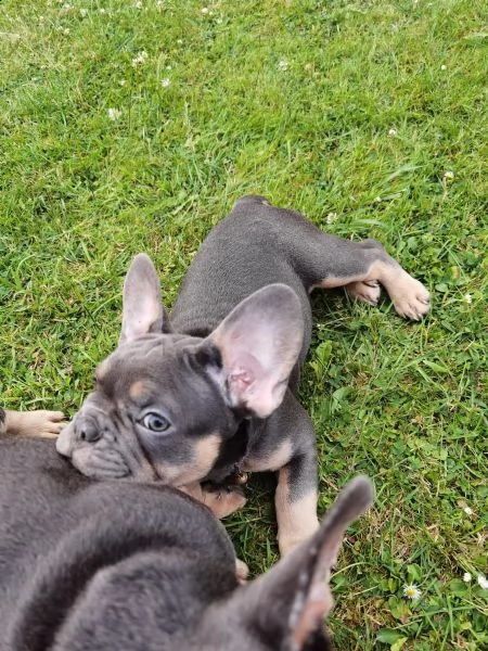 bouledogue - bulldog francese blue e tan | Foto 3