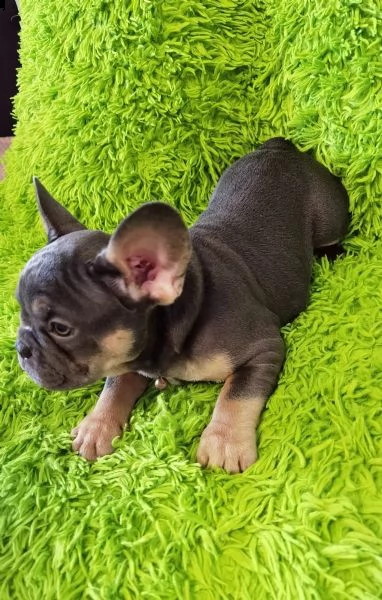 bouledogue - bulldog francese blue e tan | Foto 2