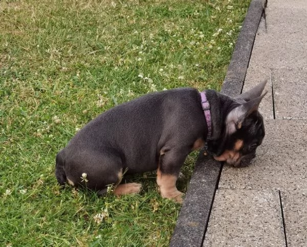 bouledogue - bulldog francese blue e tan | Foto 1