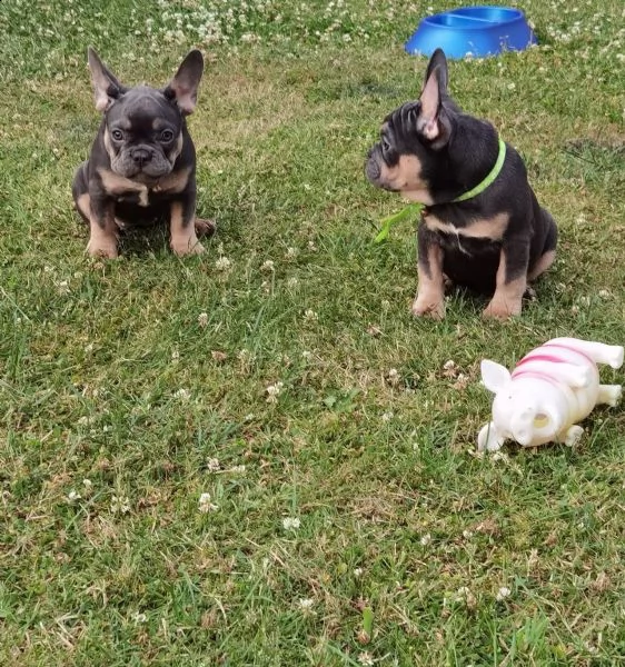 bouledogue - bulldog francese blue e tan | Foto 0