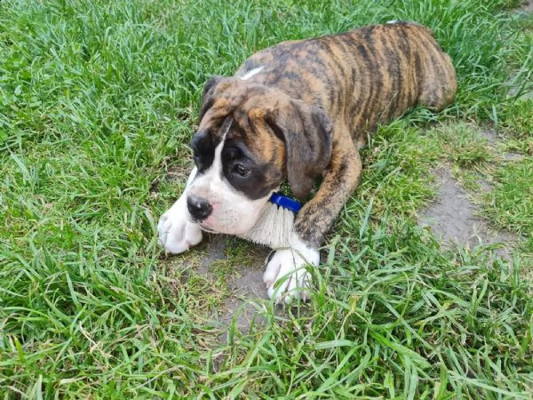 bellissimi cuccioli di boxer