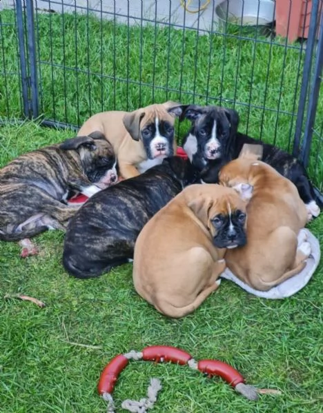 bellissimi cuccioli di boxer | Foto 1