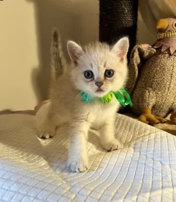 disponibili gattini di munchkin