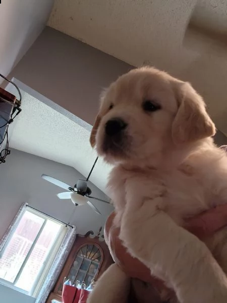 due cuccioli maschietti di golden retriever!!!! | Foto 0