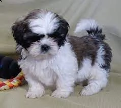 cucciolata shihtzu