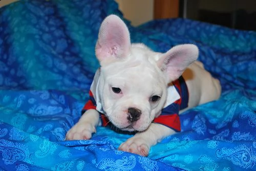 assicurazione bulldog francese | Foto 0
