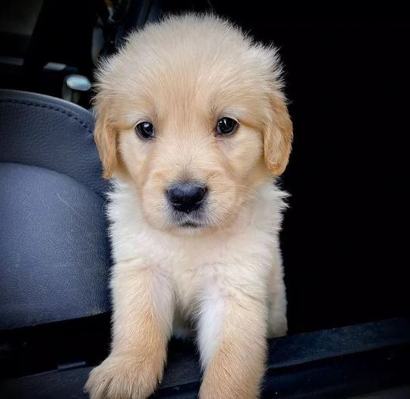 cuccioli di golden retriever! | Foto 0