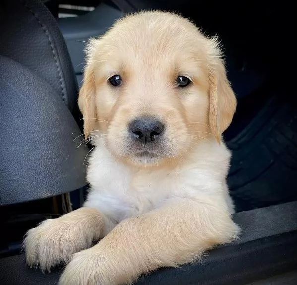 cuccioli di golden retriever!
