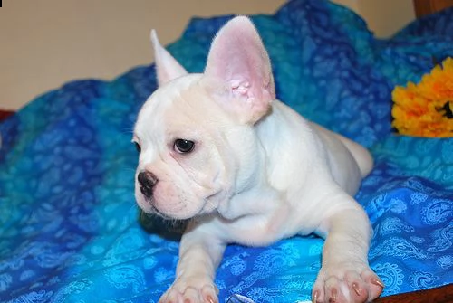pronto ad andare !!!  splendidi cuccioli di bulldog francese | Foto 1